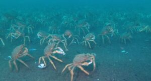 Crabs on seabed