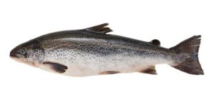 Tassal Whole Salmon